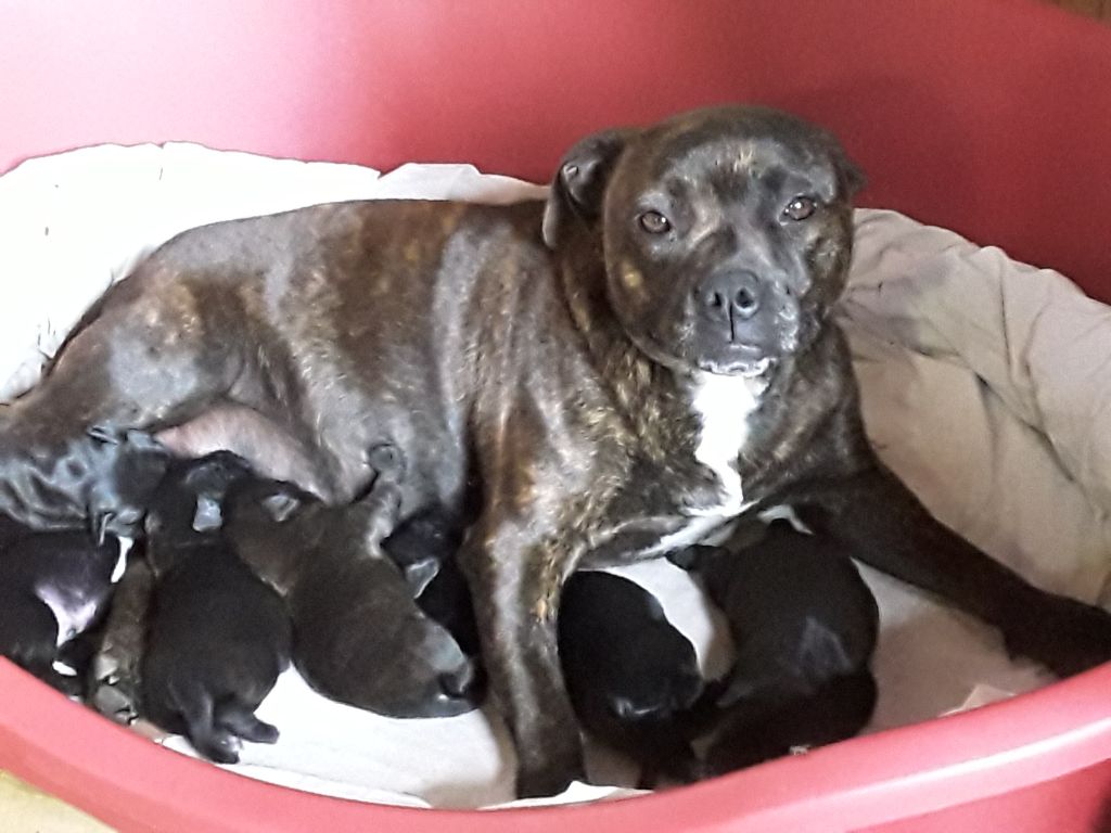 Des terres du doux lieu - Staffordshire Bull Terrier - Portée née le 22/08/2020