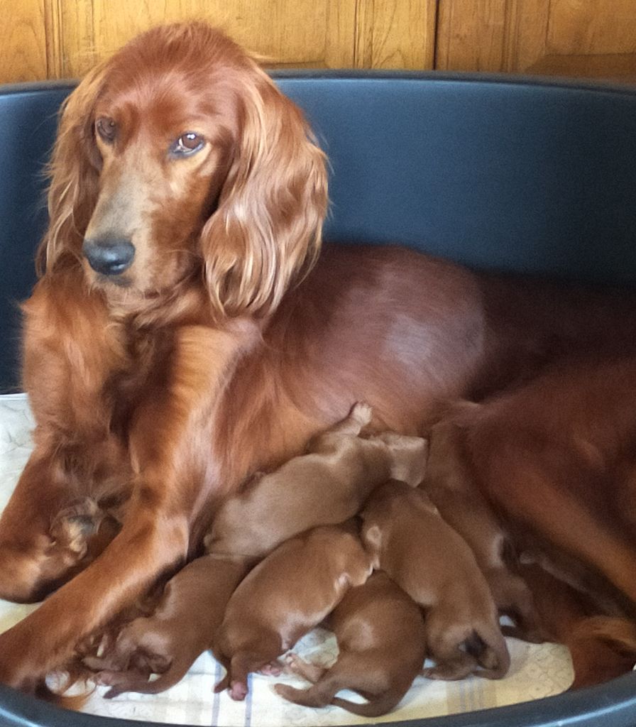 chiot Setter irlandais rouge Des terres du doux lieu