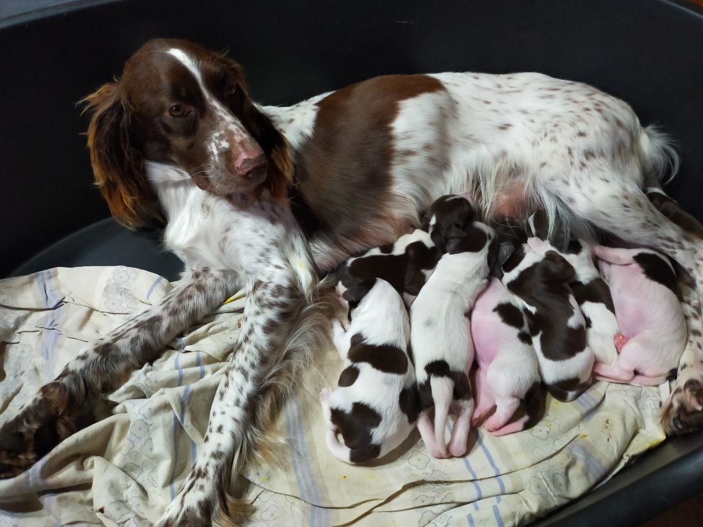 chiot Epagneul Français Des terres du doux lieu