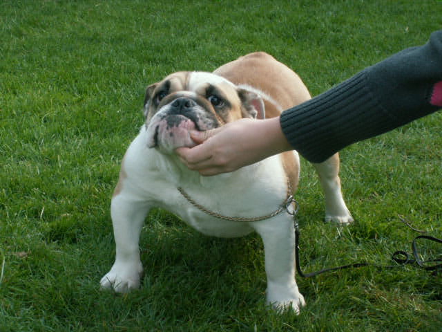 Bee-bee Des terres du doux lieu