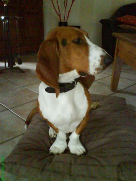 Baxter Des terres du doux lieu