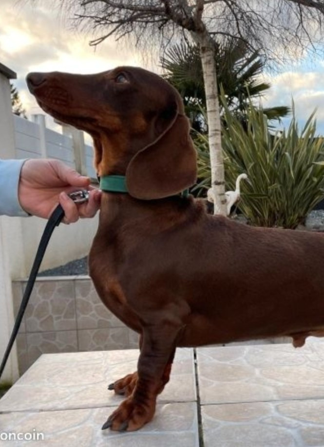 Indicator schastya II IZ strani grey (Sans Affixe)