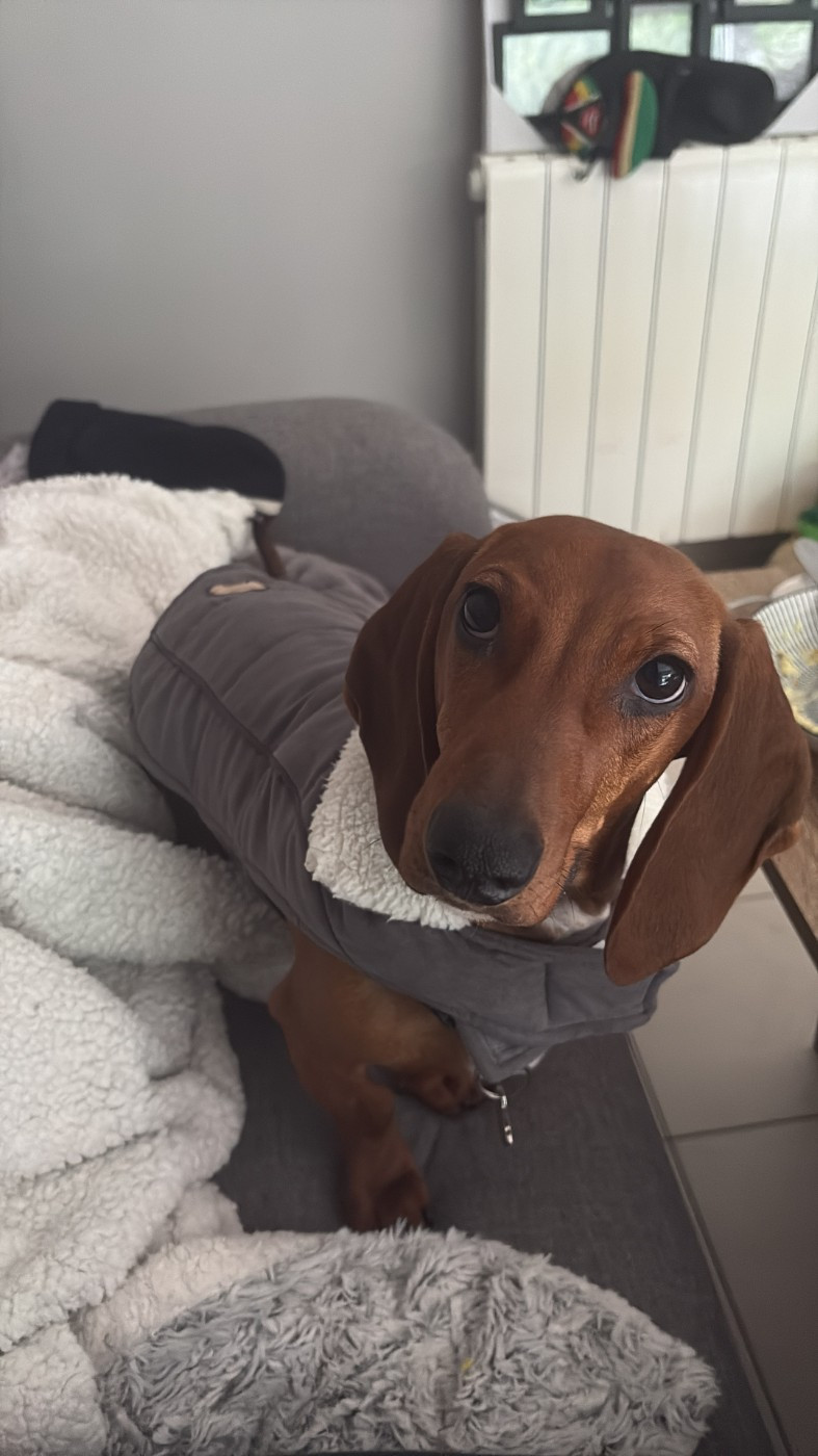 Teckel nés chez nous 