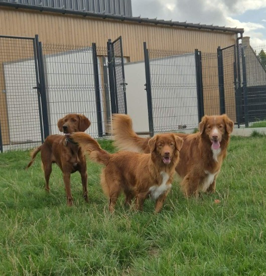 Setter irlandais 