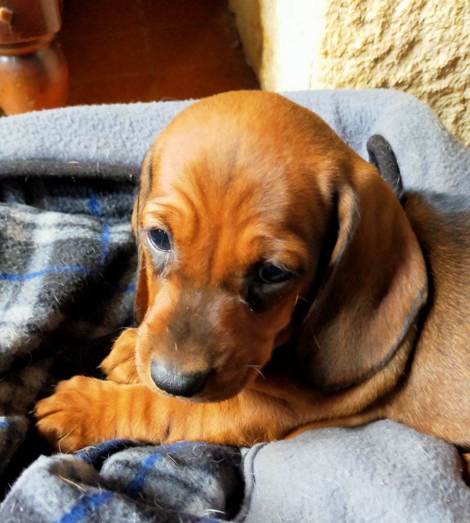 Des terres du doux lieu - Chiots disponibles - Teckel poil ras