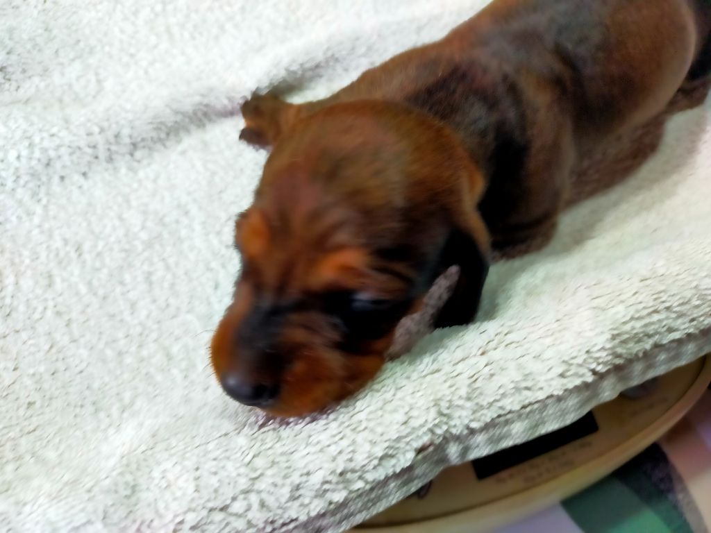 Des terres du doux lieu - Chiots disponibles - Teckel poil ras