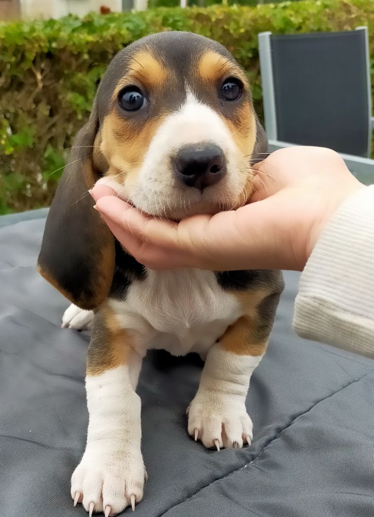 Des terres du doux lieu - Chiots disponibles - Basset Artesien Normand
