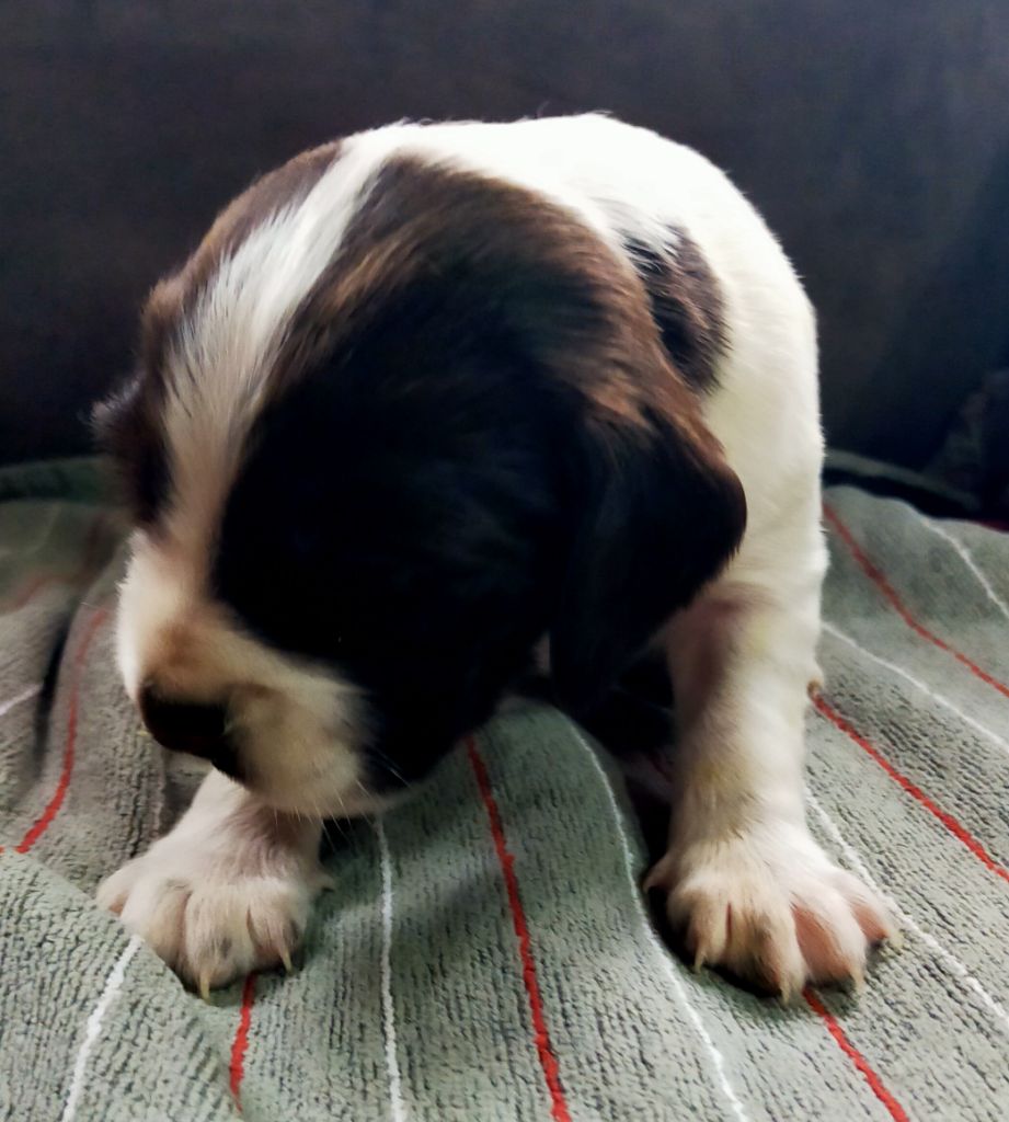 Des terres du doux lieu - Chiots disponibles - Epagneul Français