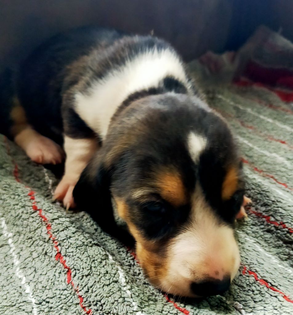 Des terres du doux lieu - Chiots disponibles - Basset Artesien Normand