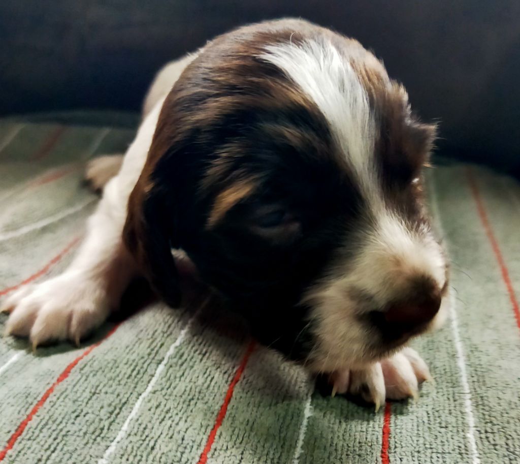 Des terres du doux lieu - Chiots disponibles - Epagneul Français