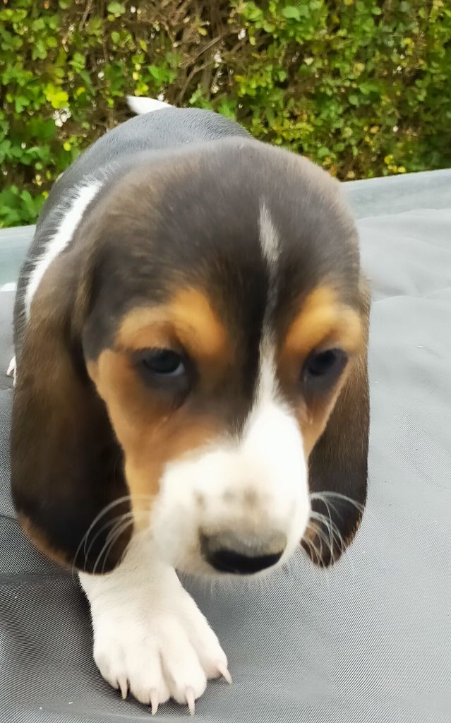 Des terres du doux lieu - Chiots disponibles - Basset Artesien Normand