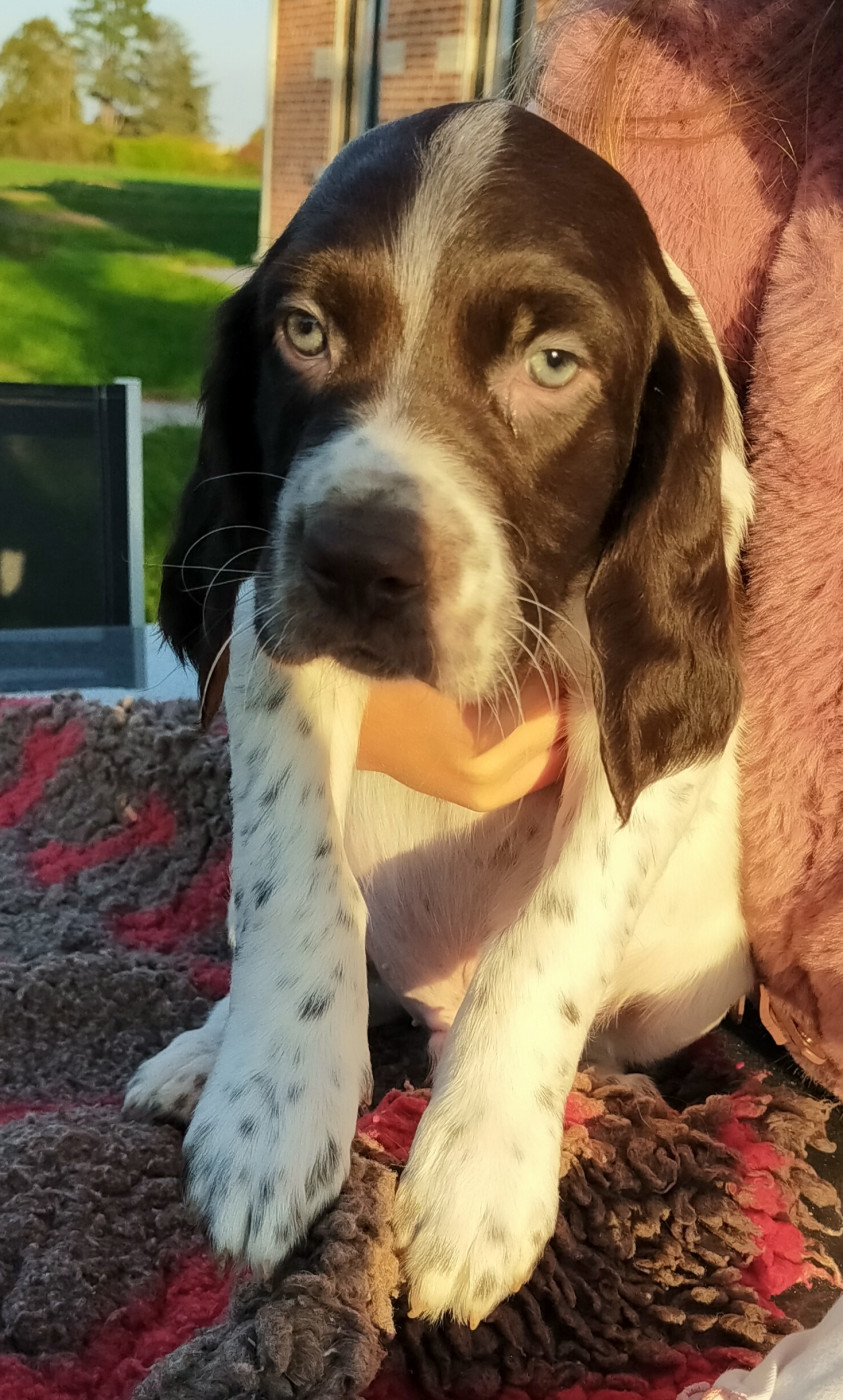Des terres du doux lieu - Chiots disponibles - Epagneul Français