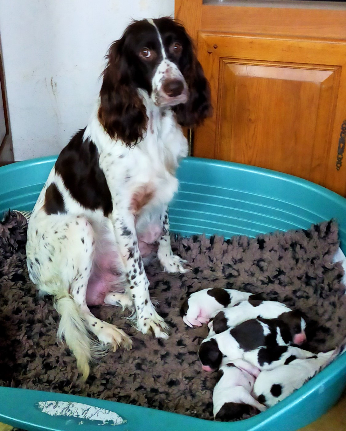 Chiot Epagneul Français Des terres du doux lieu