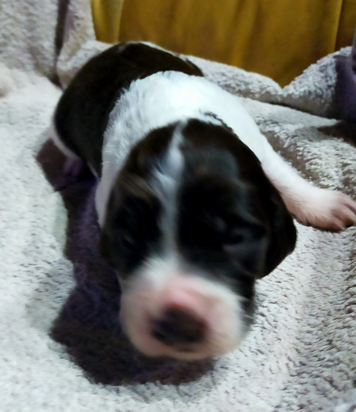 Des terres du doux lieu - Chiots disponibles - Epagneul Français