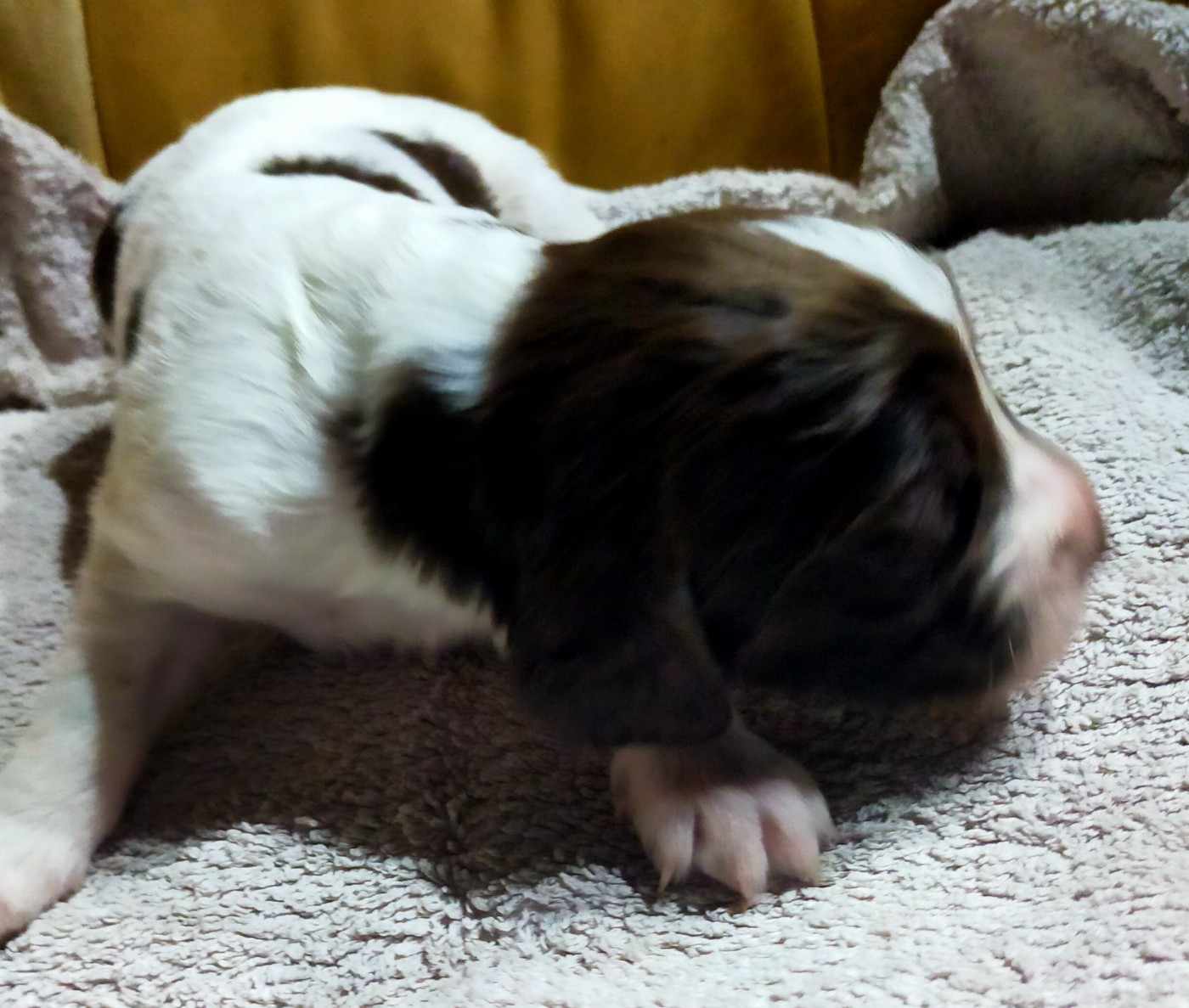 Des terres du doux lieu - Chiots disponibles - Epagneul Français