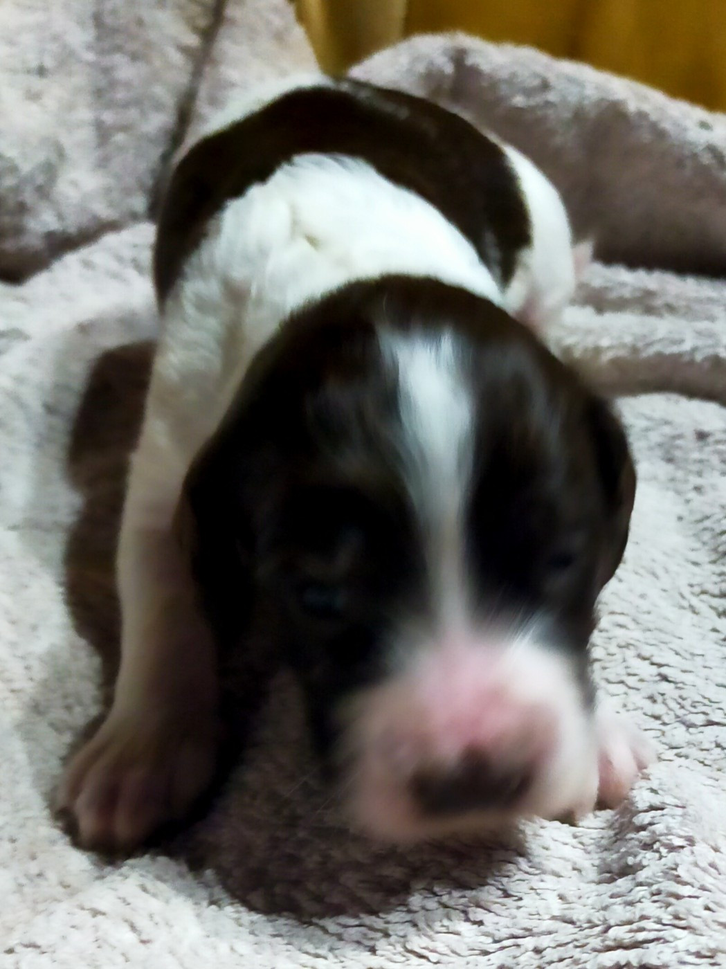 Des terres du doux lieu - Chiots disponibles - Epagneul Français