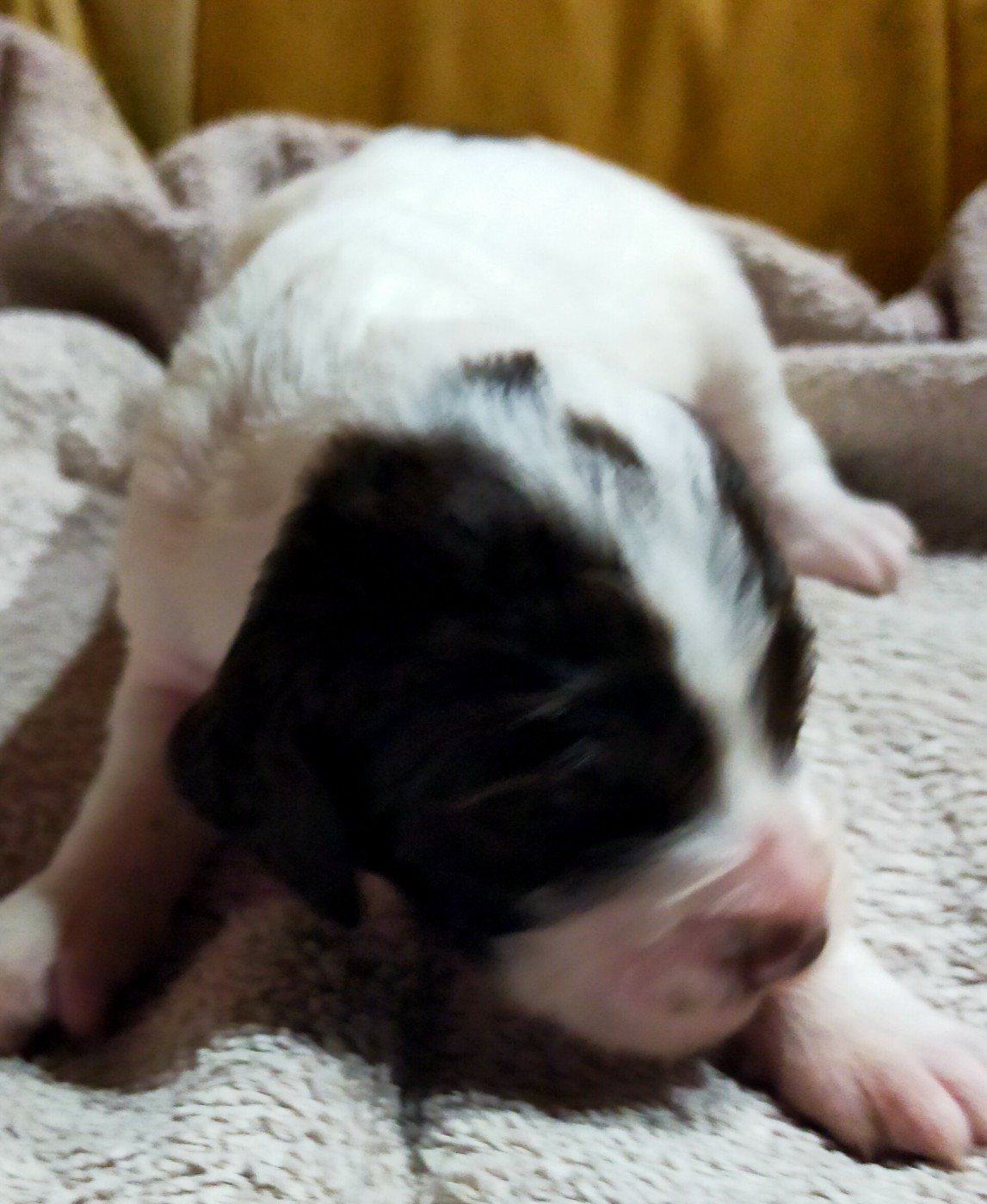 Des terres du doux lieu - Chiots disponibles - Epagneul Français