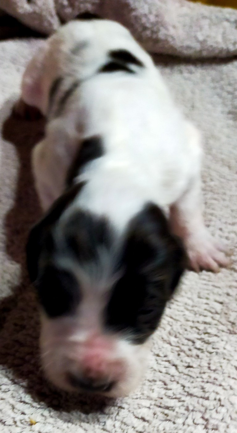 Des terres du doux lieu - Chiots disponibles - Epagneul Français