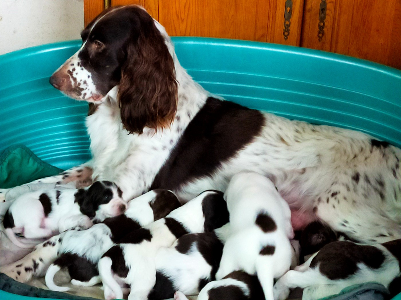 Des terres du doux lieu - Epagneul Français - Portée née le 17/11/2025