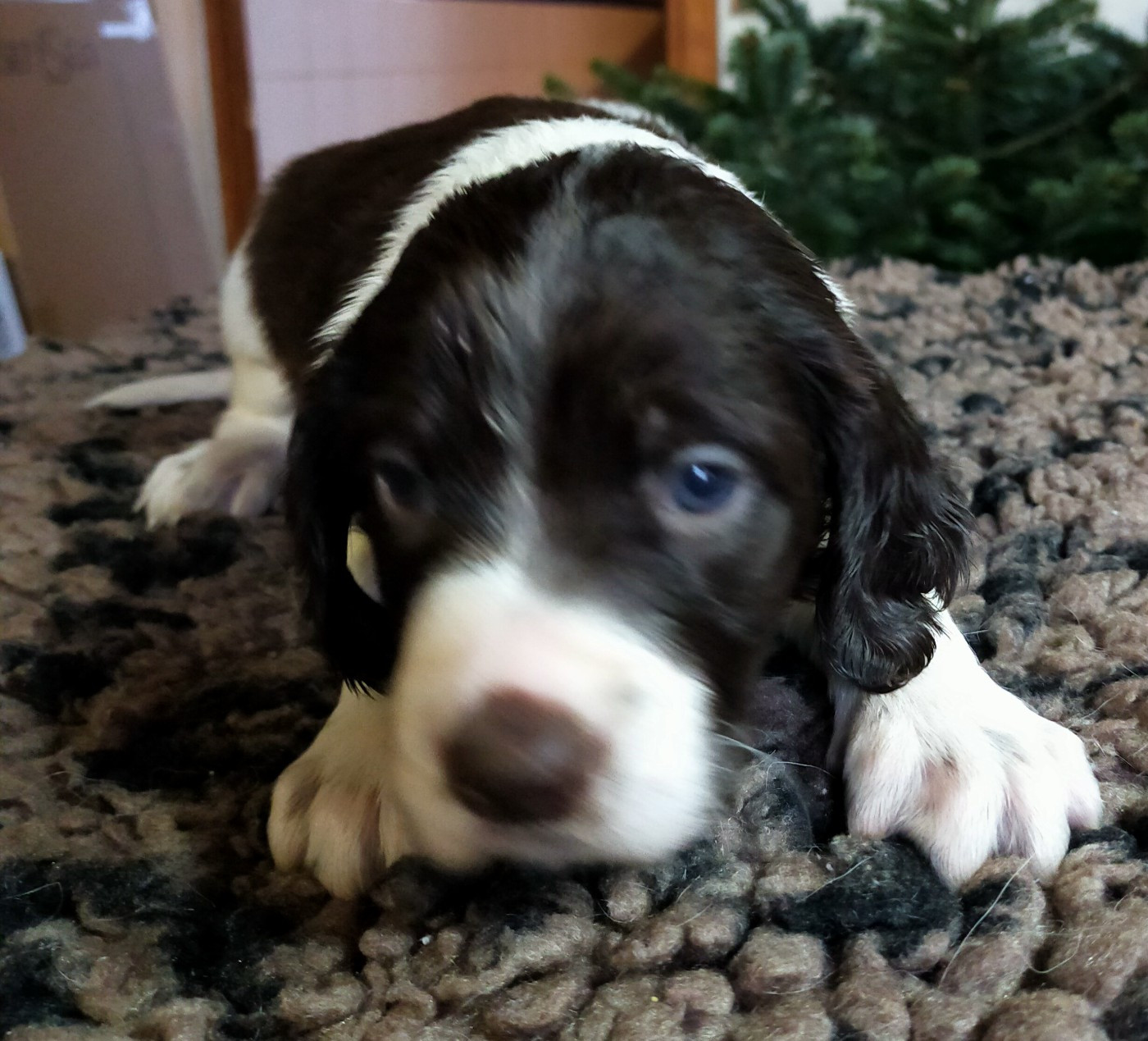 Des terres du doux lieu - Chiots disponibles - Epagneul Français