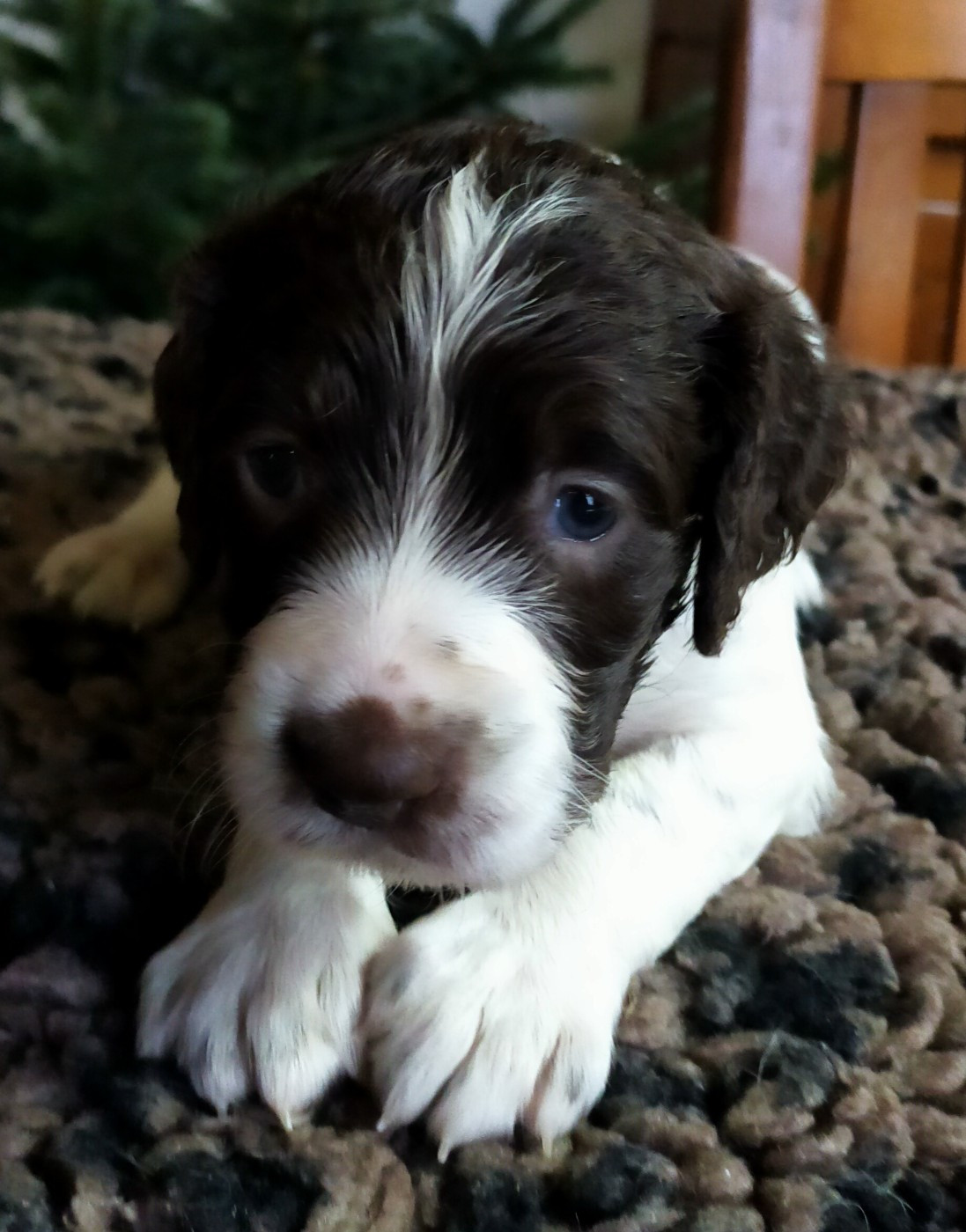 Des terres du doux lieu - Chiots disponibles - Epagneul Français