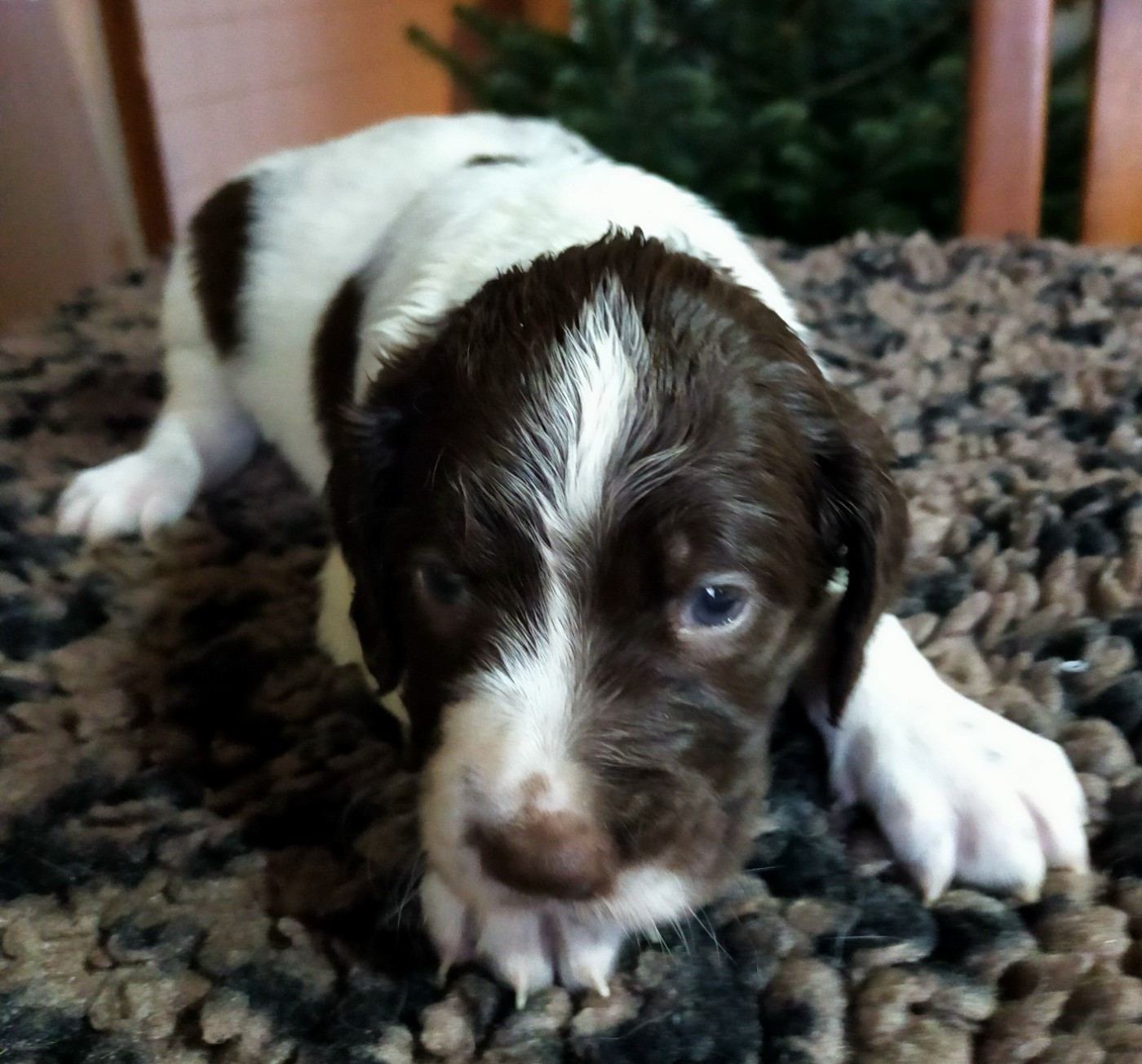 Des terres du doux lieu - Chiots disponibles - Epagneul Français