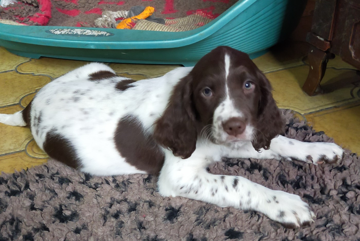 Des terres du doux lieu - Chiots disponibles - Epagneul Français