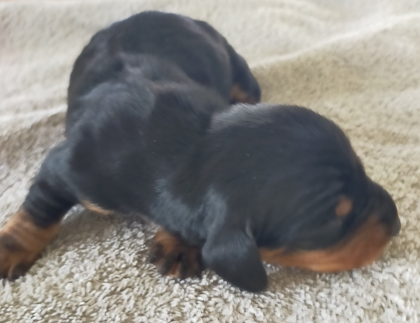 Des terres du doux lieu - Chiots disponibles - Teckel poil ras