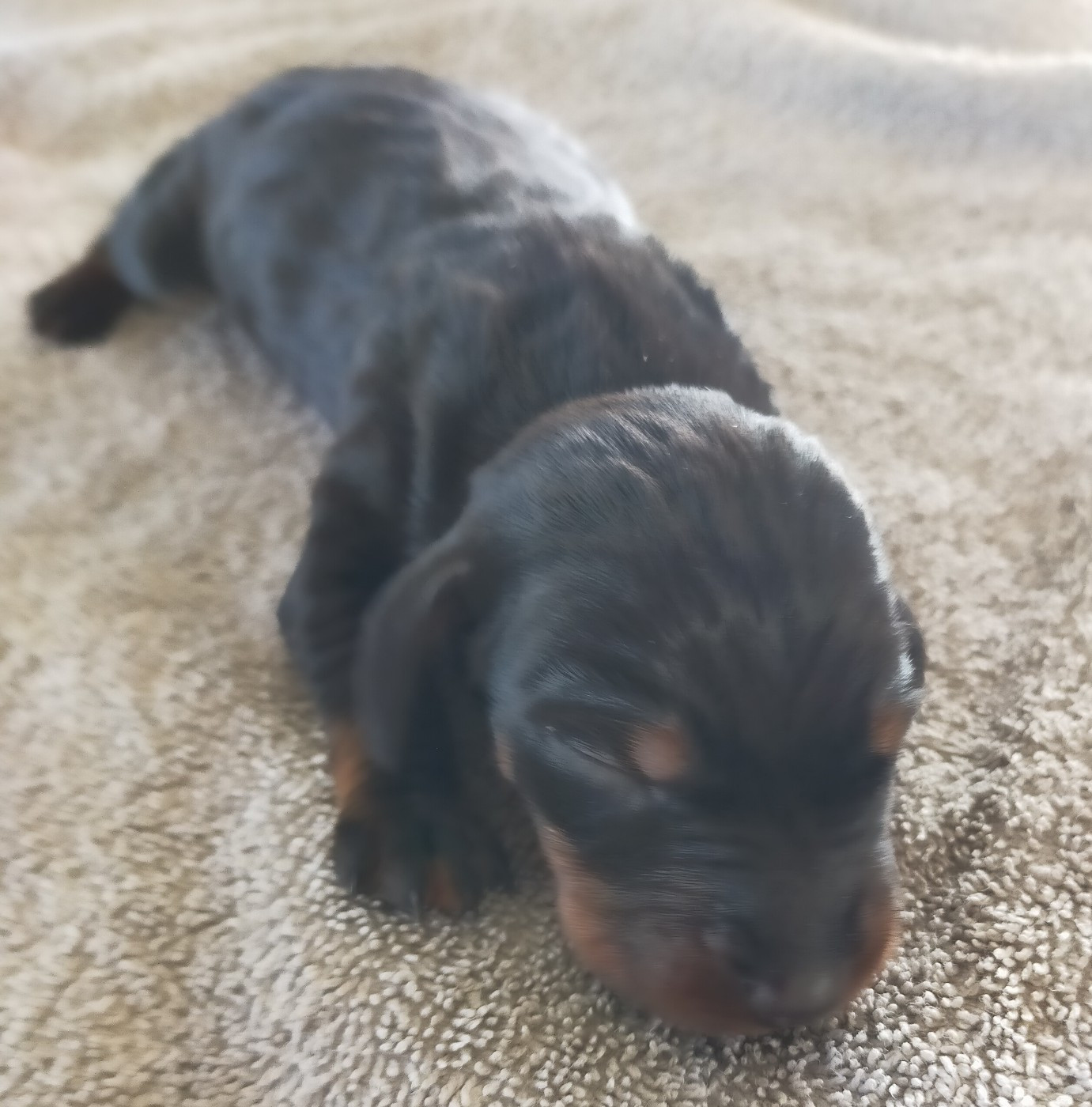 Des terres du doux lieu - Chiots disponibles - Teckel poil ras