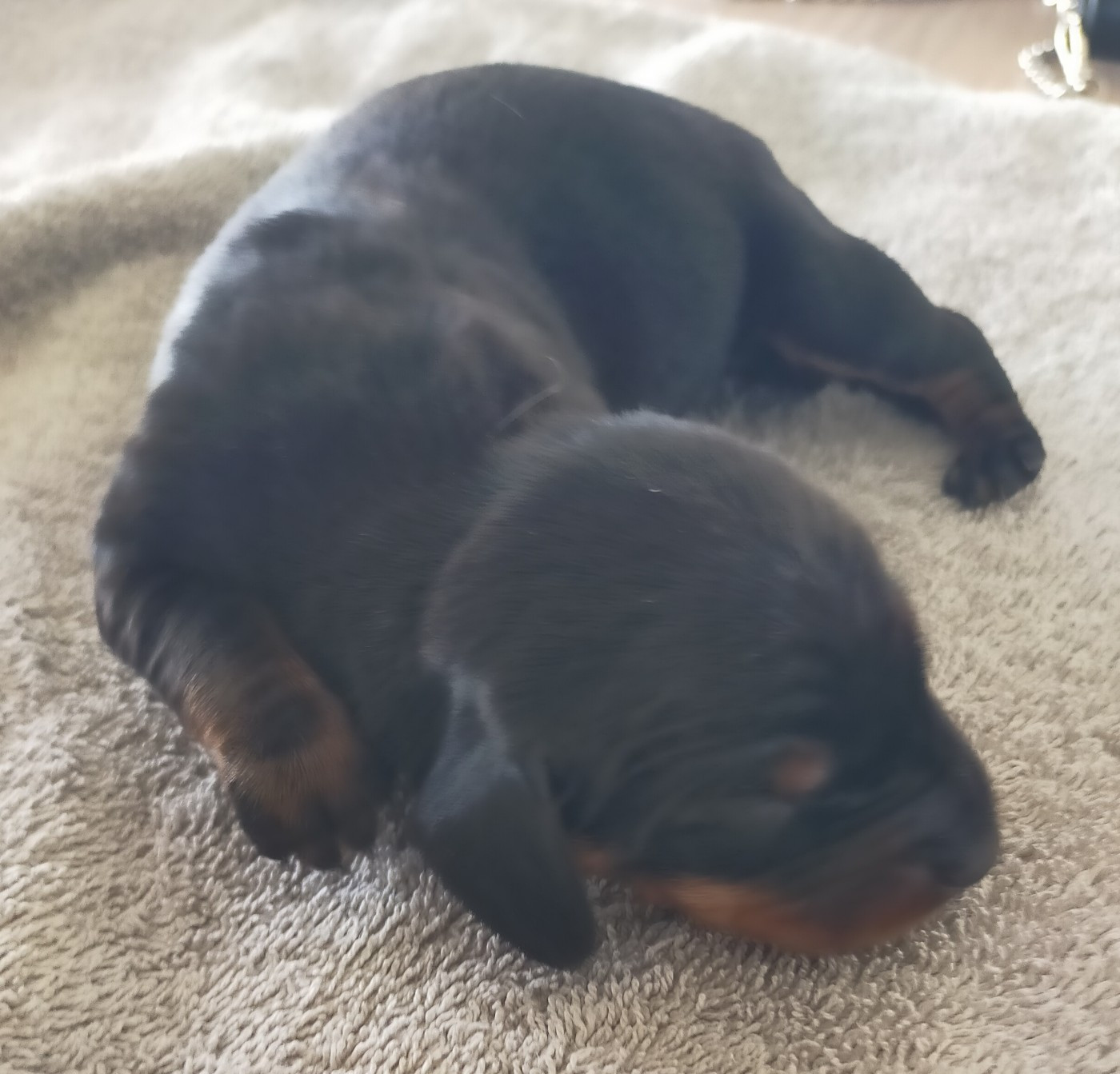 Des terres du doux lieu - Chiots disponibles - Teckel poil ras
