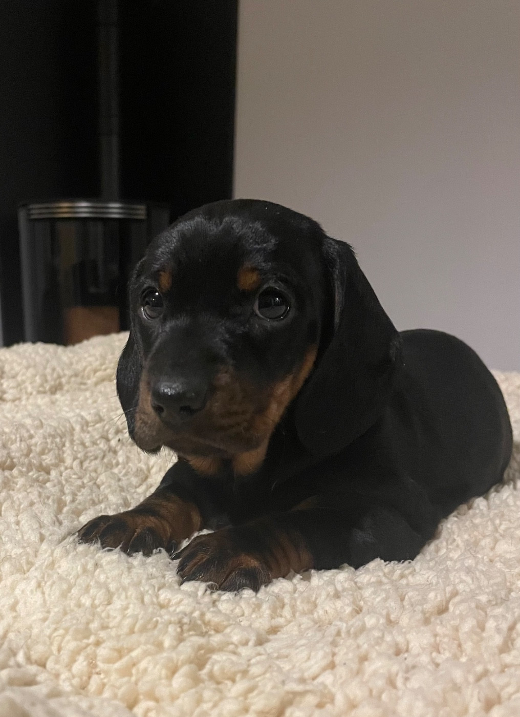 Des terres du doux lieu - Chiots disponibles - Teckel poil ras