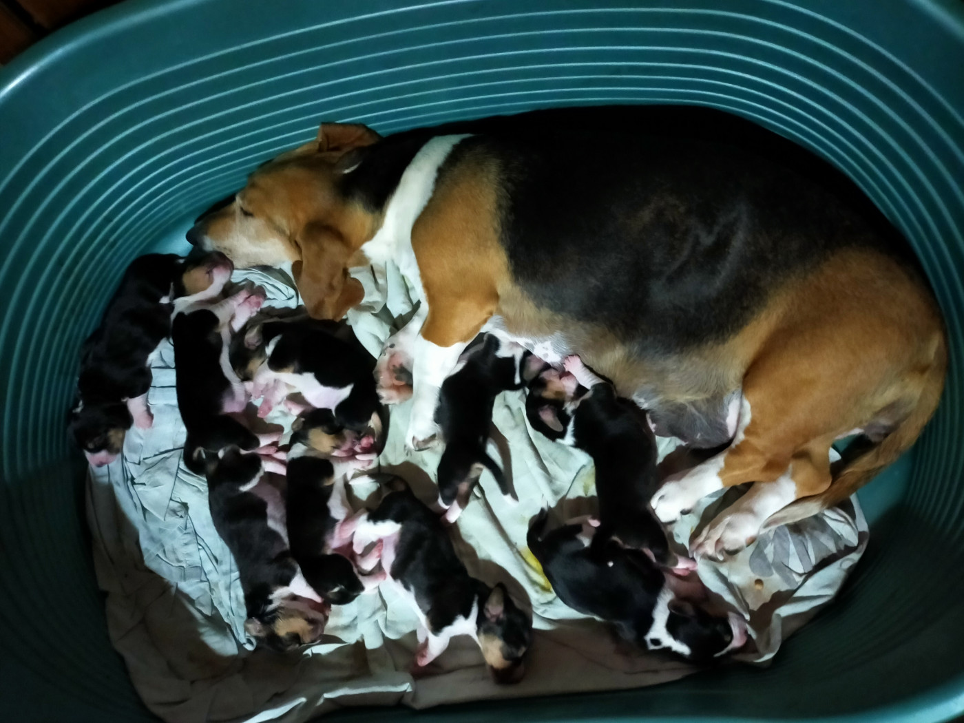 Chiot Basset Artesien Normand Des terres du doux lieu