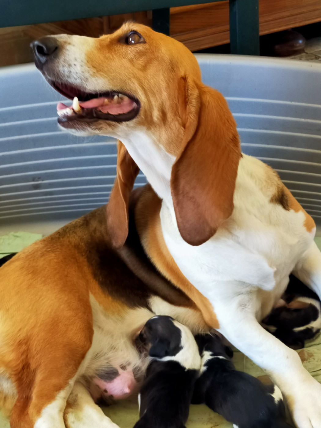 Chiot Basset Artesien Normand Des terres du doux lieu