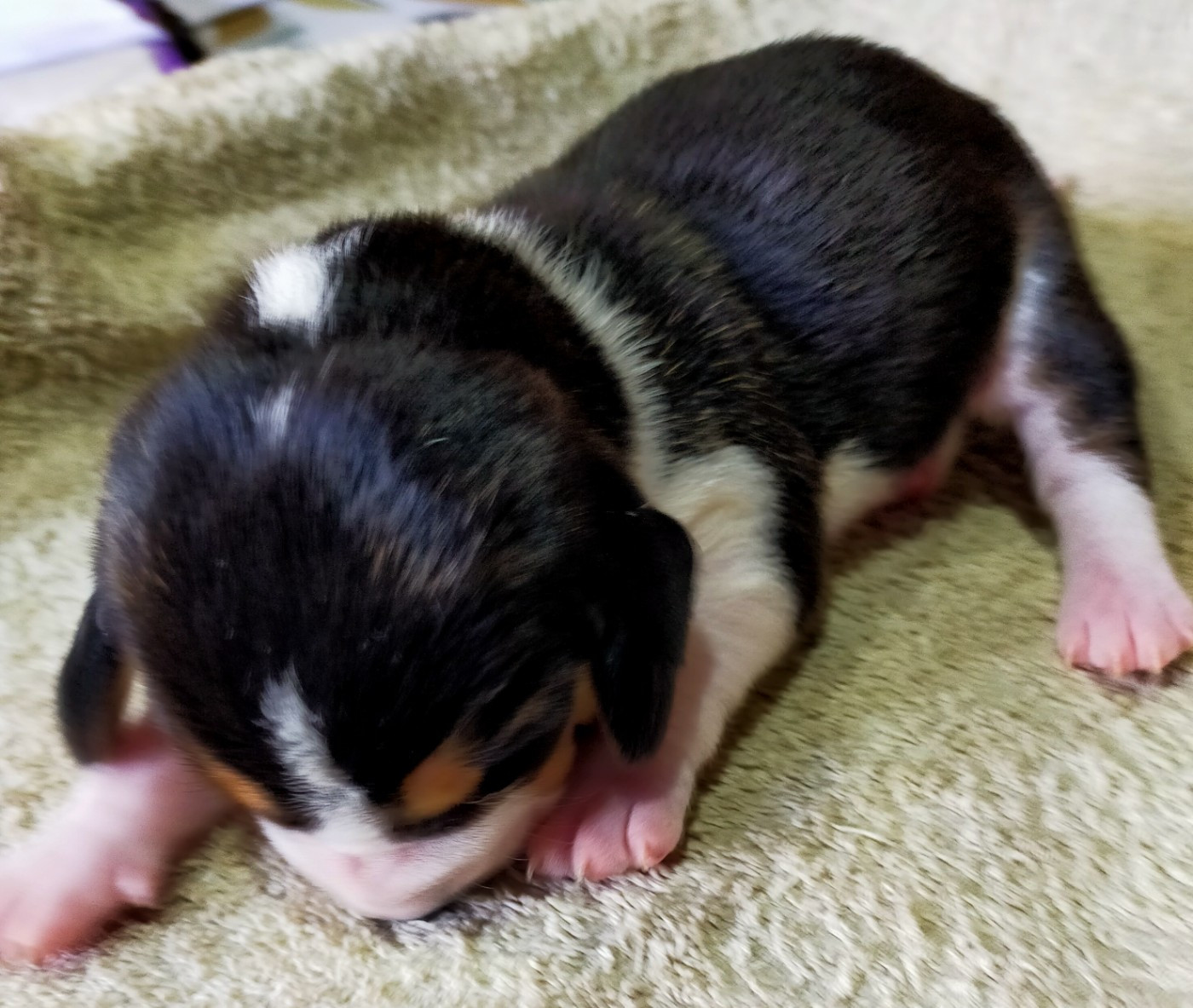 Des terres du doux lieu - Chiots disponibles - Basset Artesien Normand