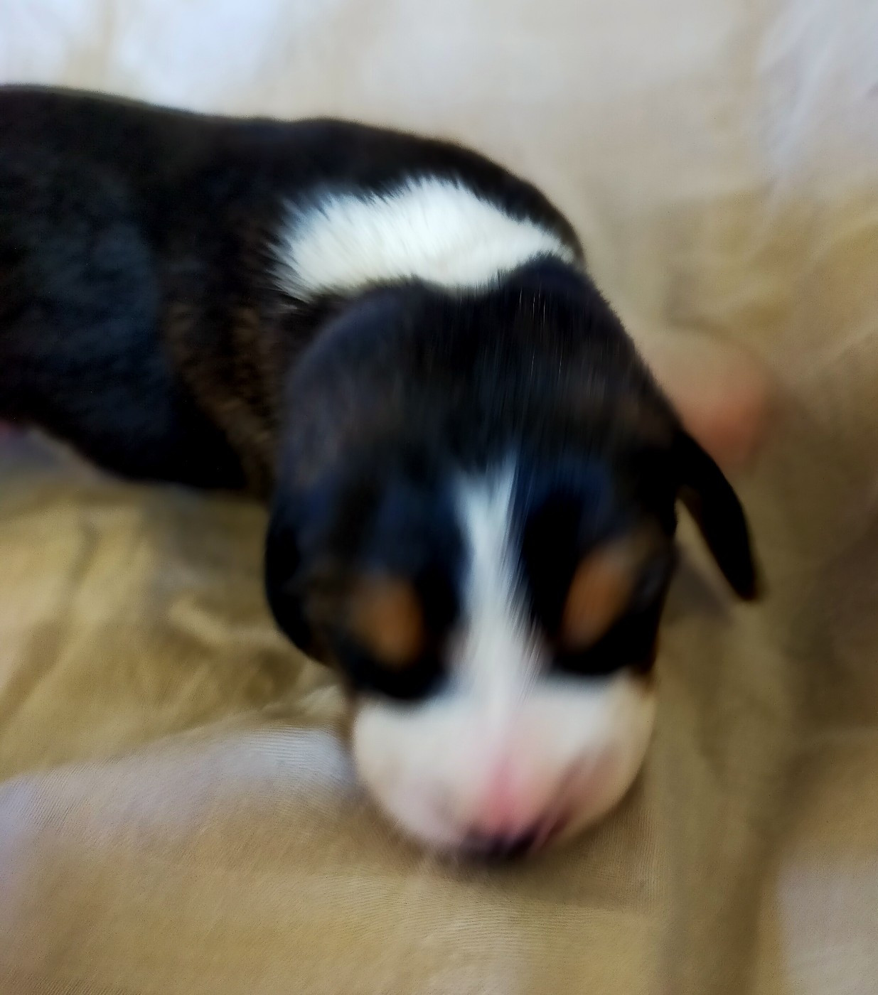 Des terres du doux lieu - Chiots disponibles - Basset Artesien Normand