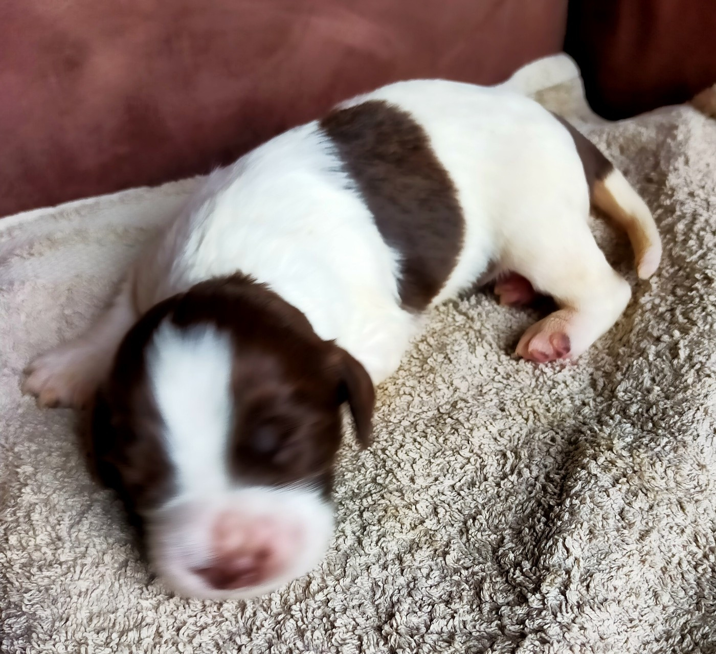Des terres du doux lieu - Chiots disponibles - Epagneul Français