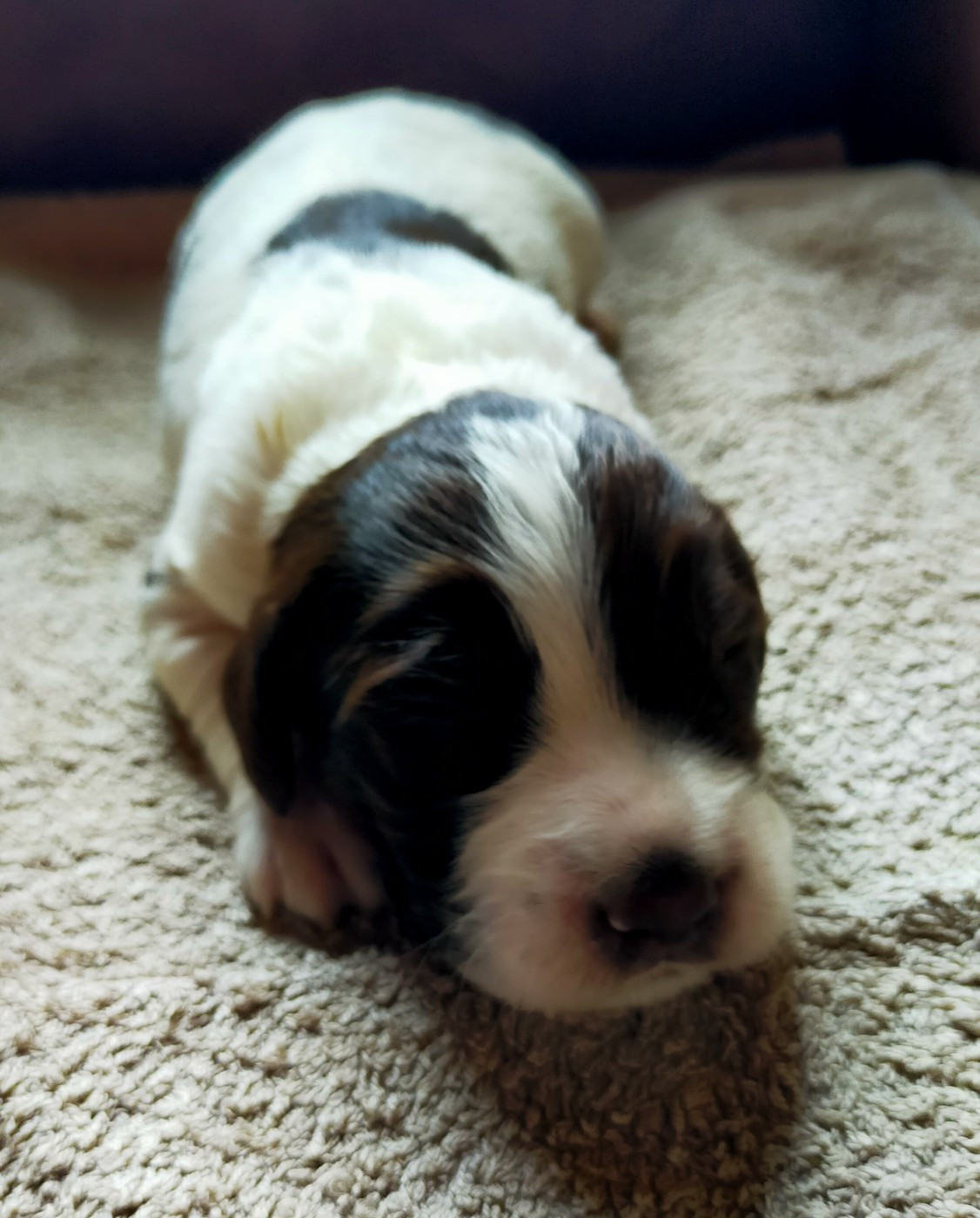 Des terres du doux lieu - Chiots disponibles - Epagneul Français