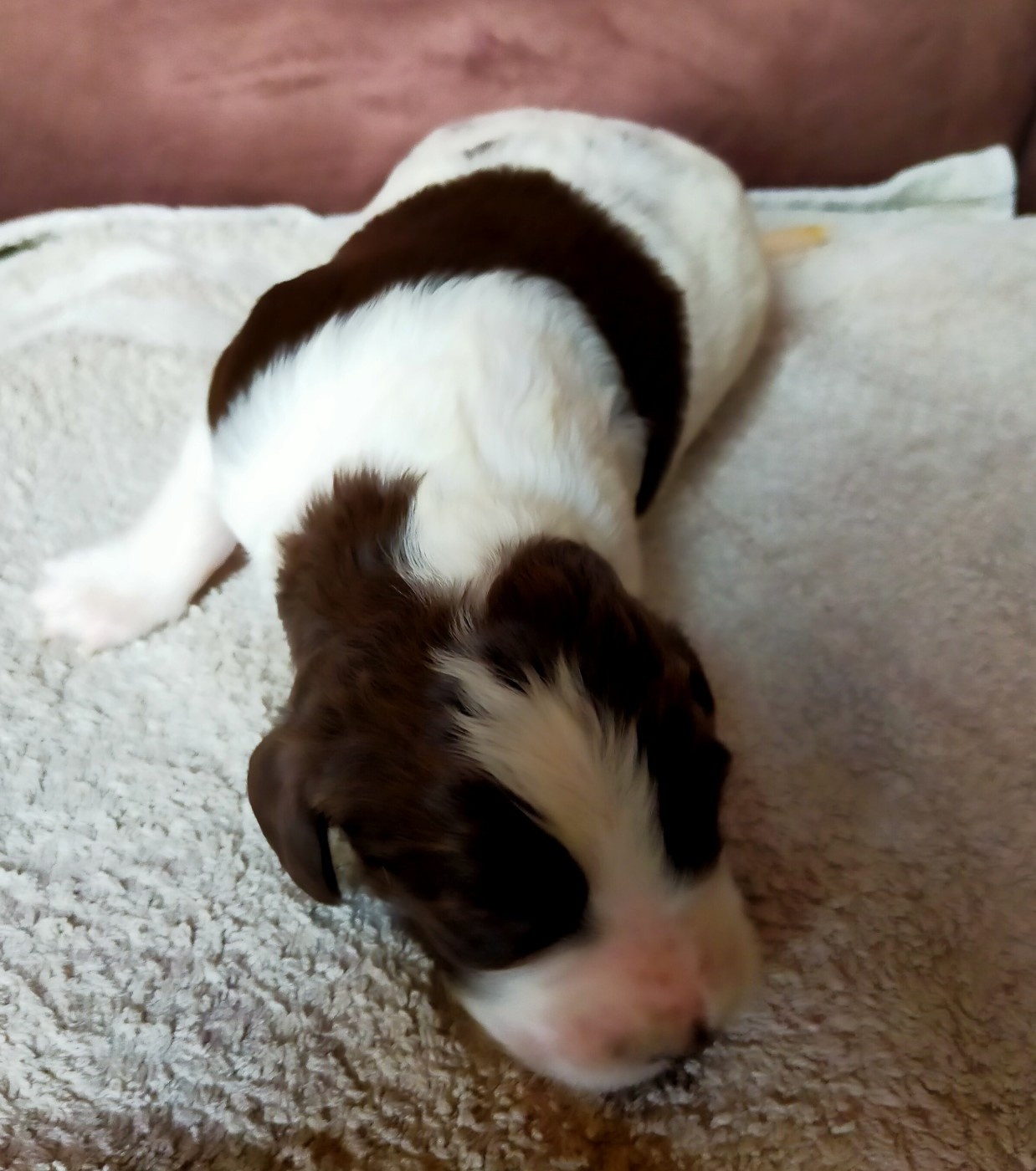 Des terres du doux lieu - Chiots disponibles - Epagneul Français