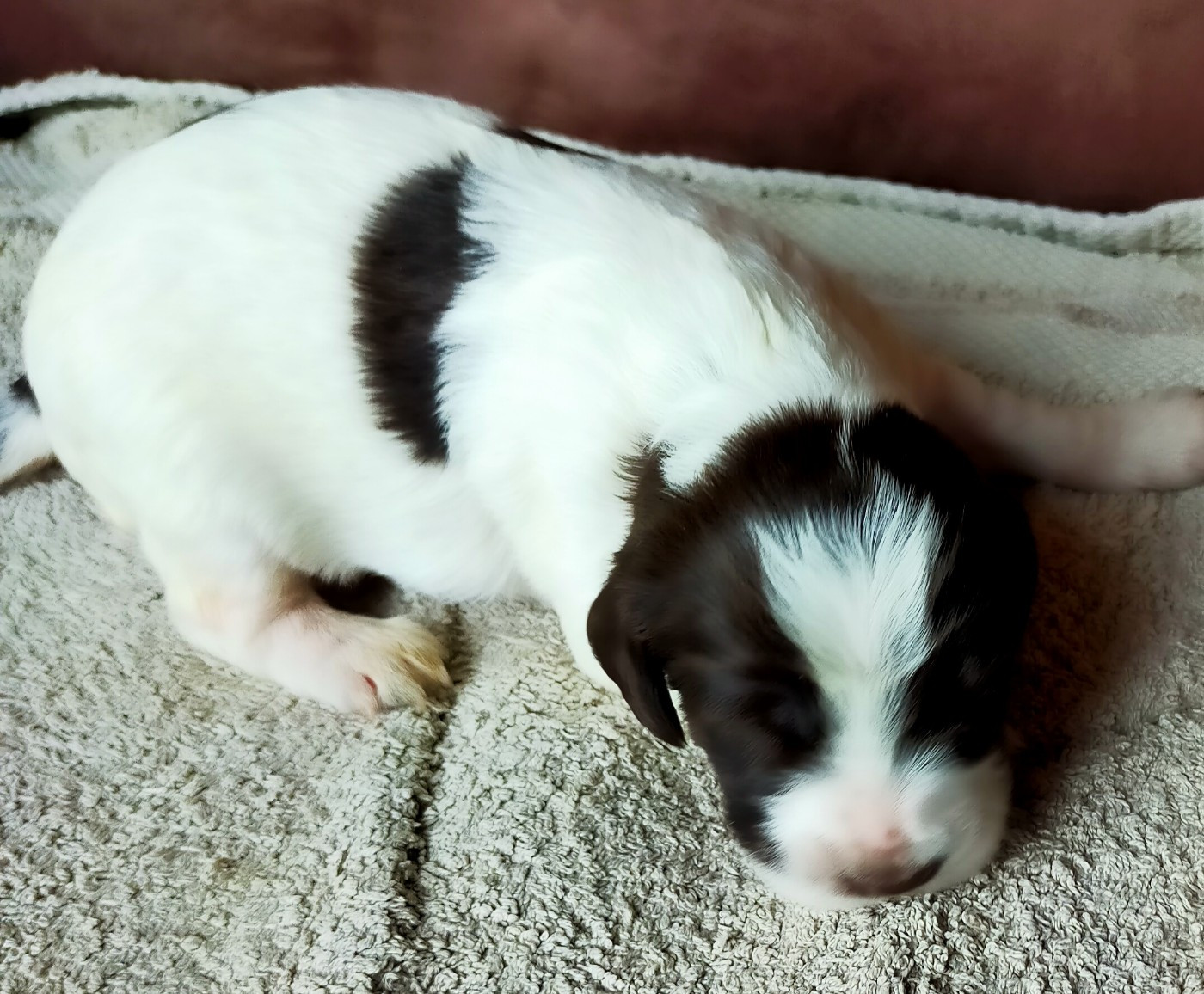 Des terres du doux lieu - Chiots disponibles - Epagneul Français