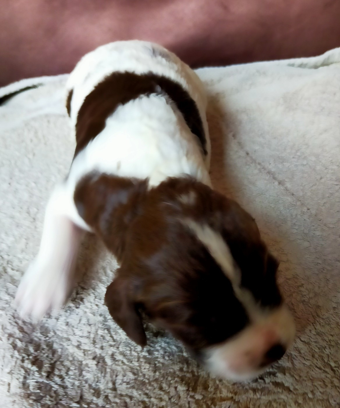 Des terres du doux lieu - Chiots disponibles - Epagneul Français