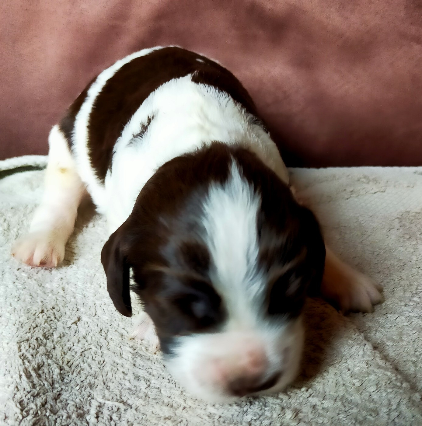Des terres du doux lieu - Chiots disponibles - Epagneul Français