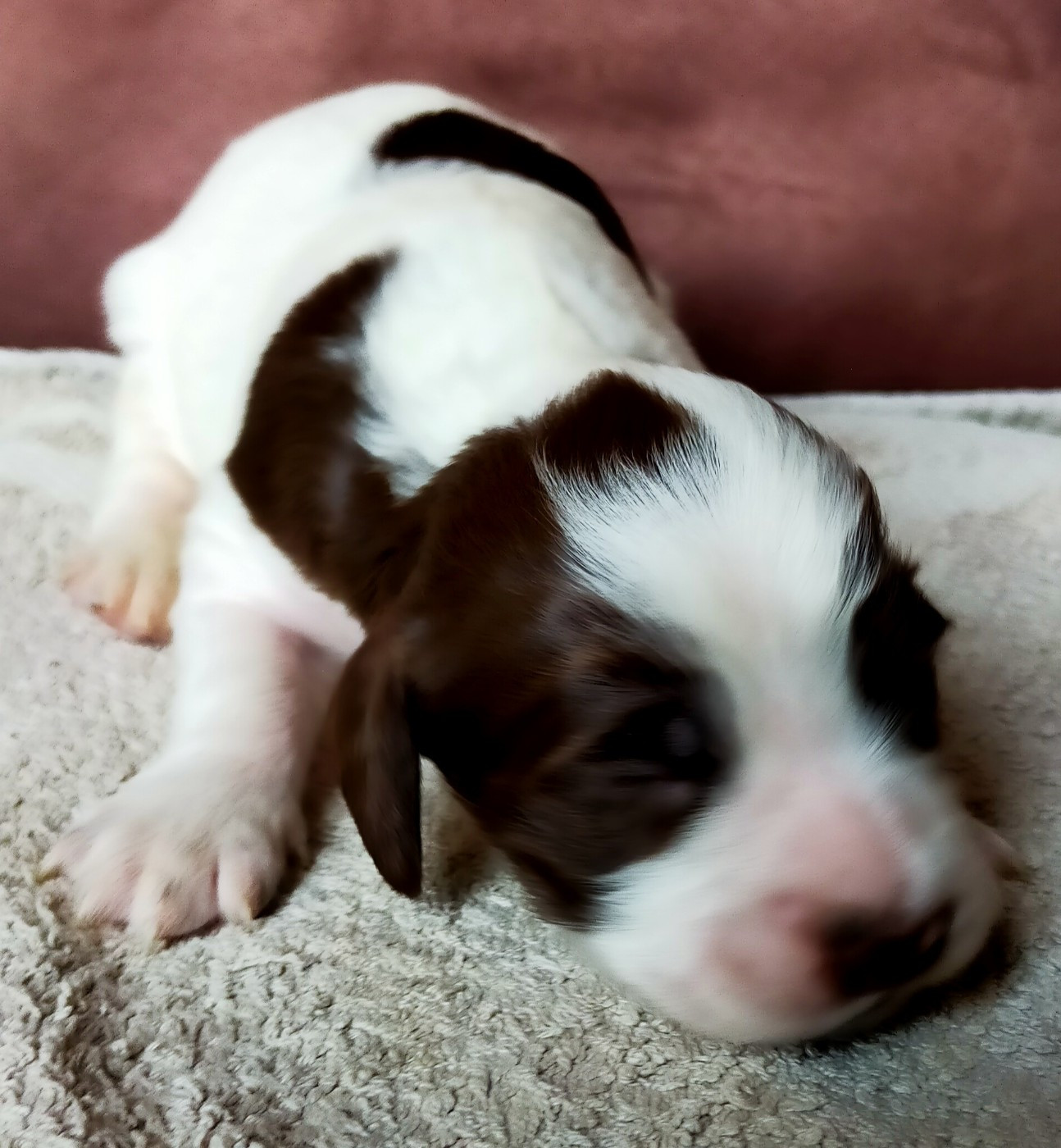 Des terres du doux lieu - Chiots disponibles - Epagneul Français