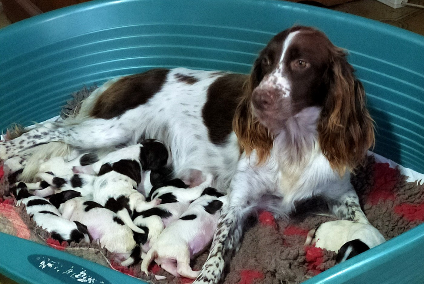 Chiot Epagneul Français Des terres du doux lieu