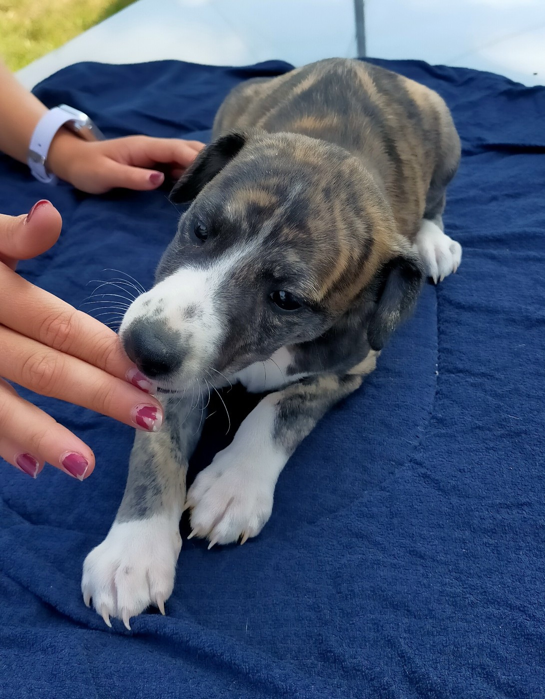 Des terres du doux lieu - Chiots disponibles - Whippet