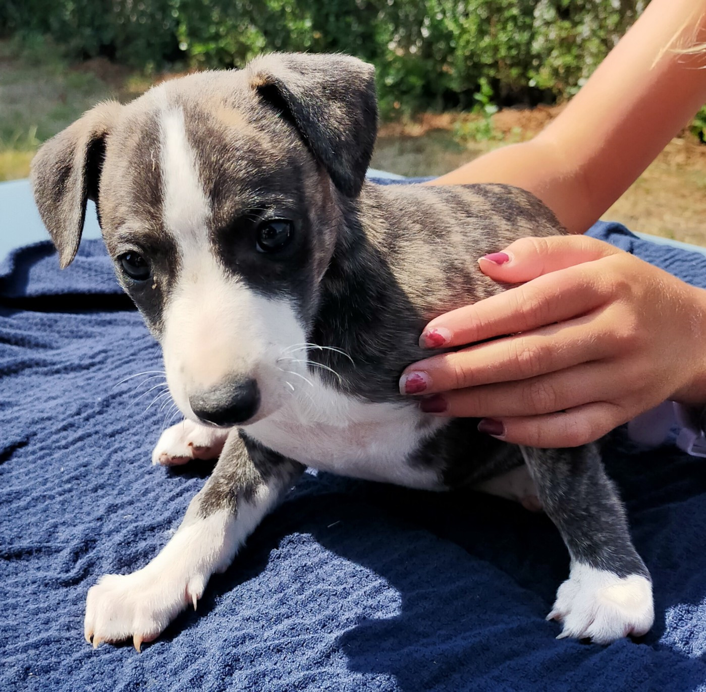 Des terres du doux lieu - Chiots disponibles - Whippet