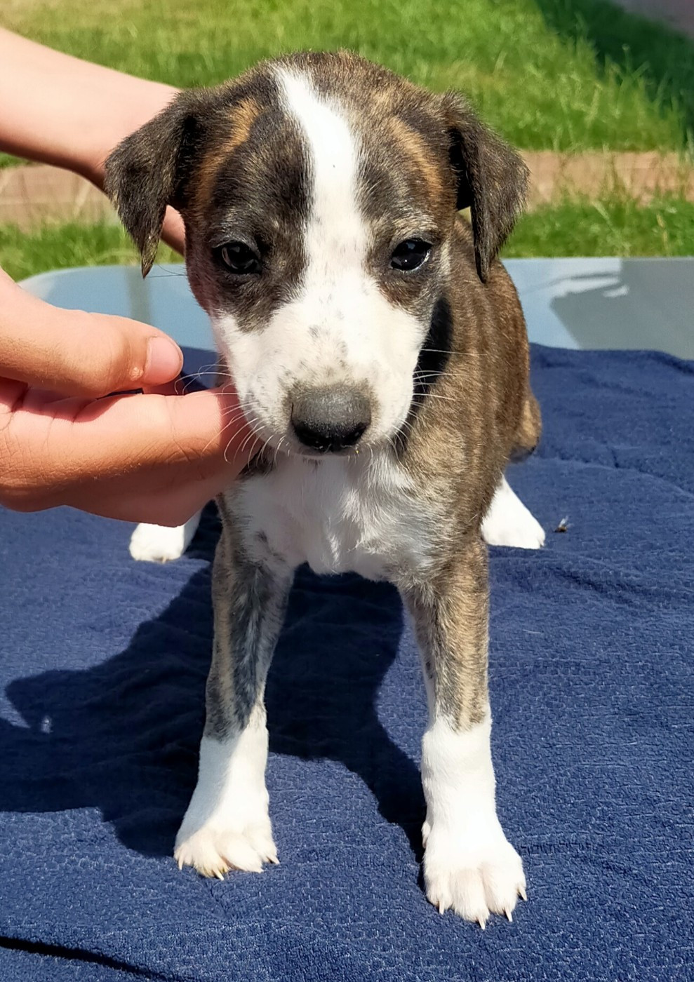 Des terres du doux lieu - Chiots disponibles - Whippet