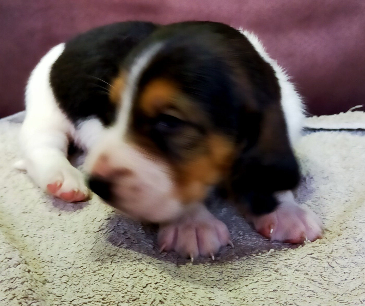 Des terres du doux lieu - Chiots disponibles - Basset Artesien Normand