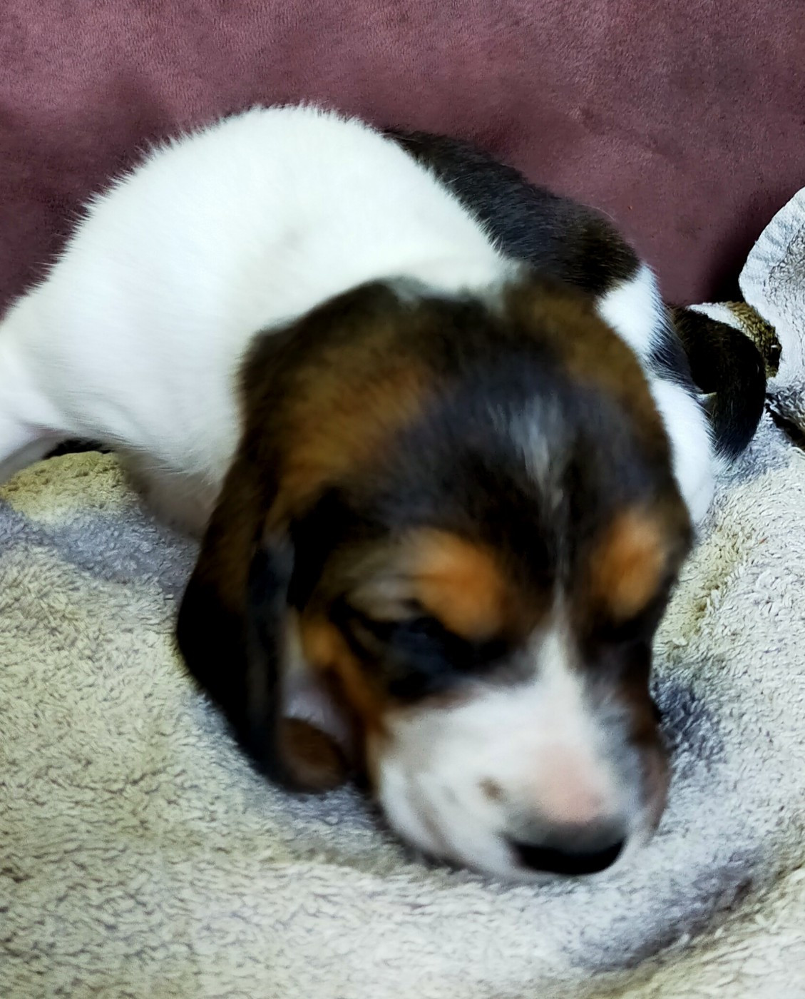 Des terres du doux lieu - Chiots disponibles - Basset Artesien Normand