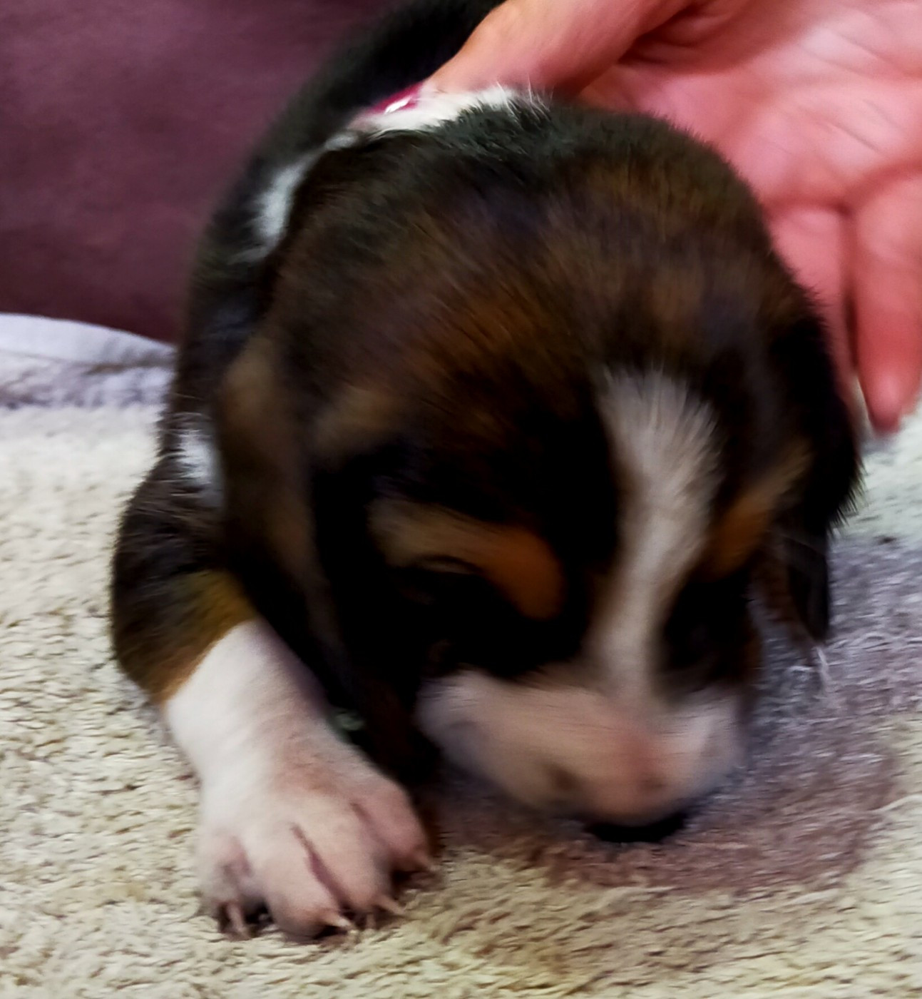 Des terres du doux lieu - Chiots disponibles - Basset Artesien Normand