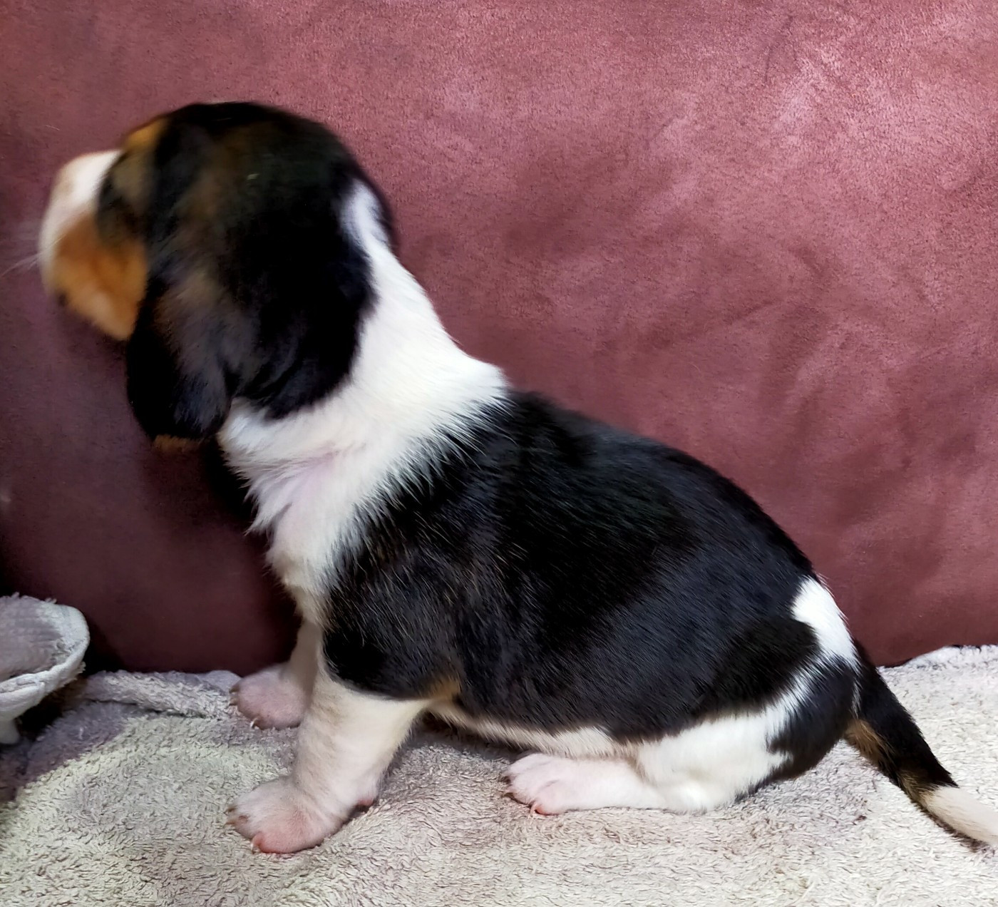 Des terres du doux lieu - Chiots disponibles - Basset Artesien Normand